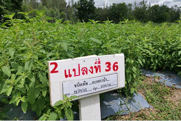 ซีพีแรม