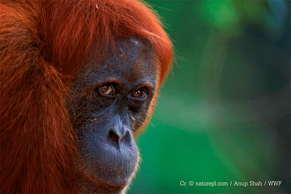 WWF-Indonesia