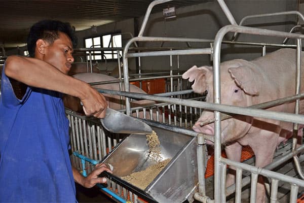 หมูหน้าฟาร์ม