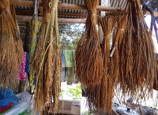 เมล็ดพันธุ์ข้าว