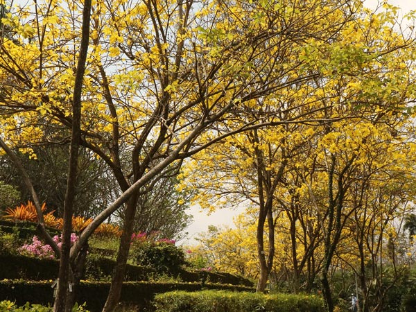 อุทยานหลวงราชพฤกษ์
